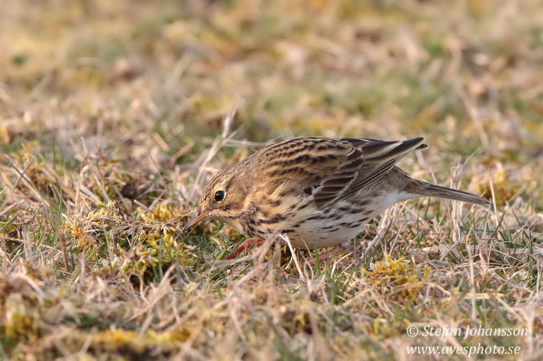 ngspiplrka /  Meadow Pipit 