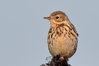 Ängspiplärka /  Meadow Pipit 