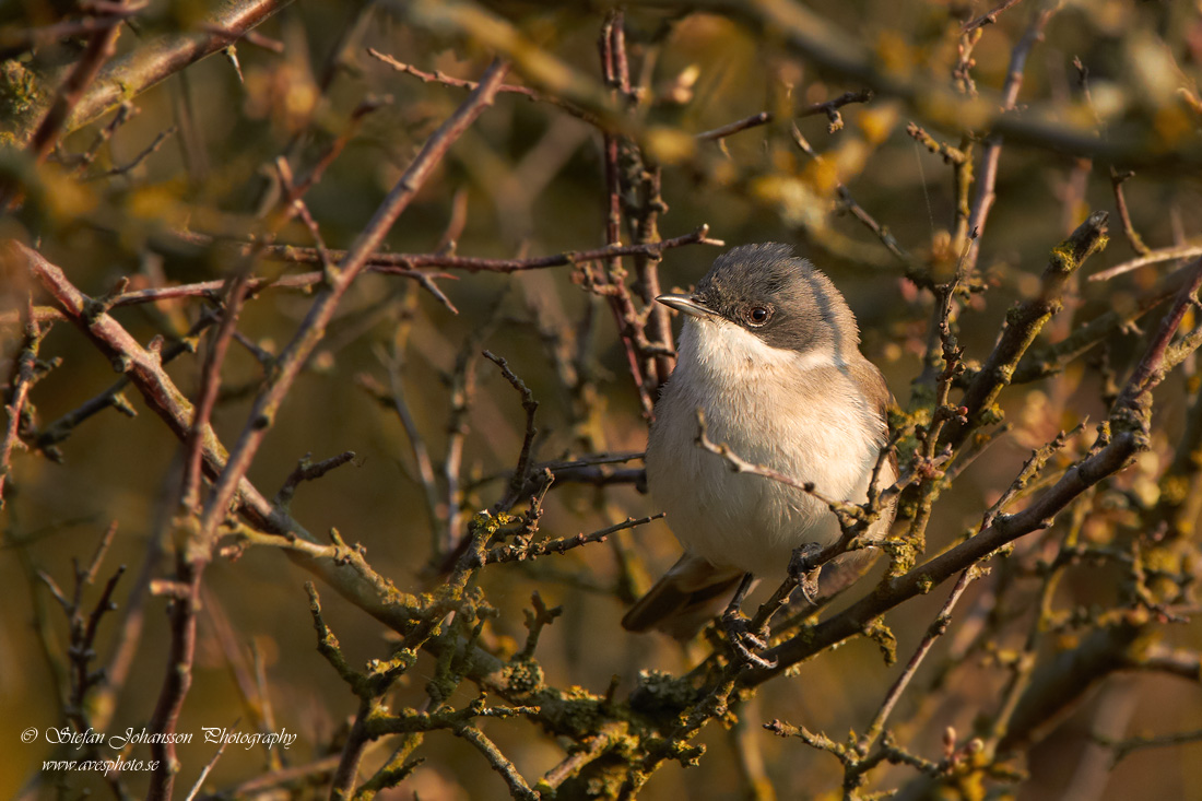 rtsngare / Lesser Whitethroat Sylvia curruca 