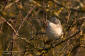 rtsngare / Lesser Whitethroat Sylvia curruca 