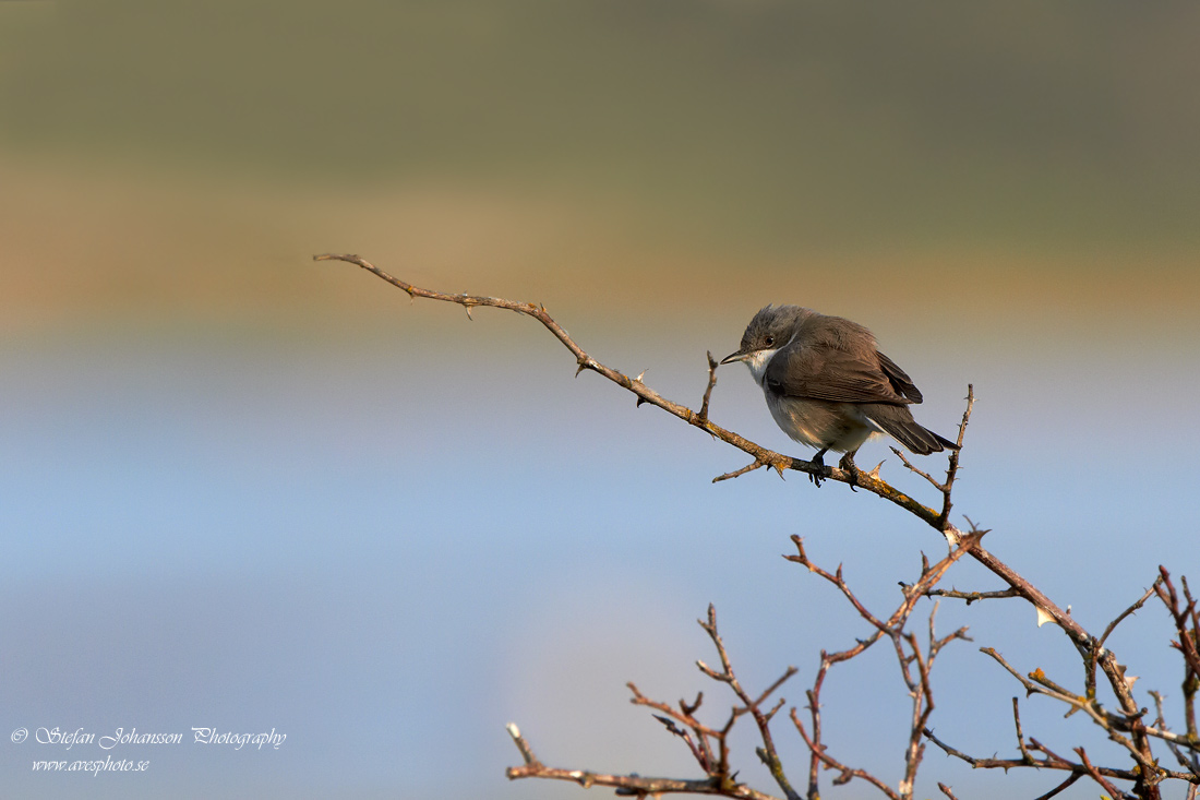 rtsngare / Lesser Whitethroat Sylvia curruca 