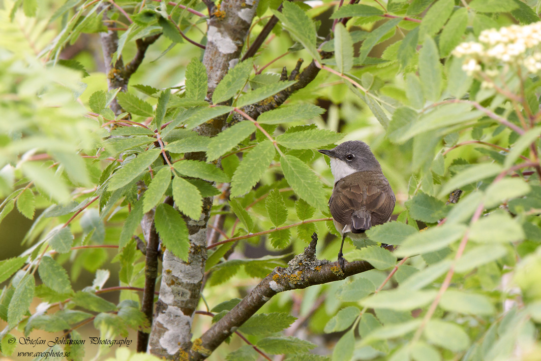 rtsngare / Lesser Whitethroat Sylvia curruca 