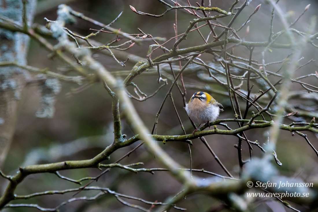 Brandkronad kungsfgel / Firecrest Regulus ignicapilla 