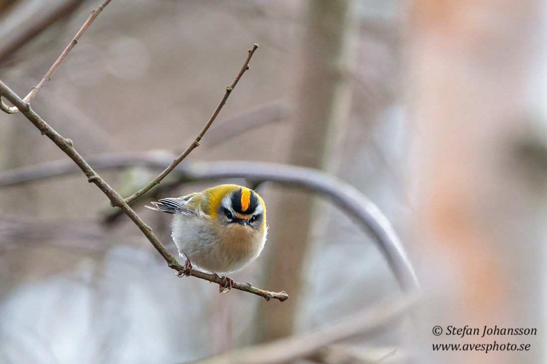 Brandkronad kungsfgel / Firecrest Regulus ignicapilla 