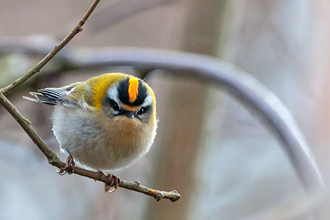 Brandkronad kungsfågel / Firecrest