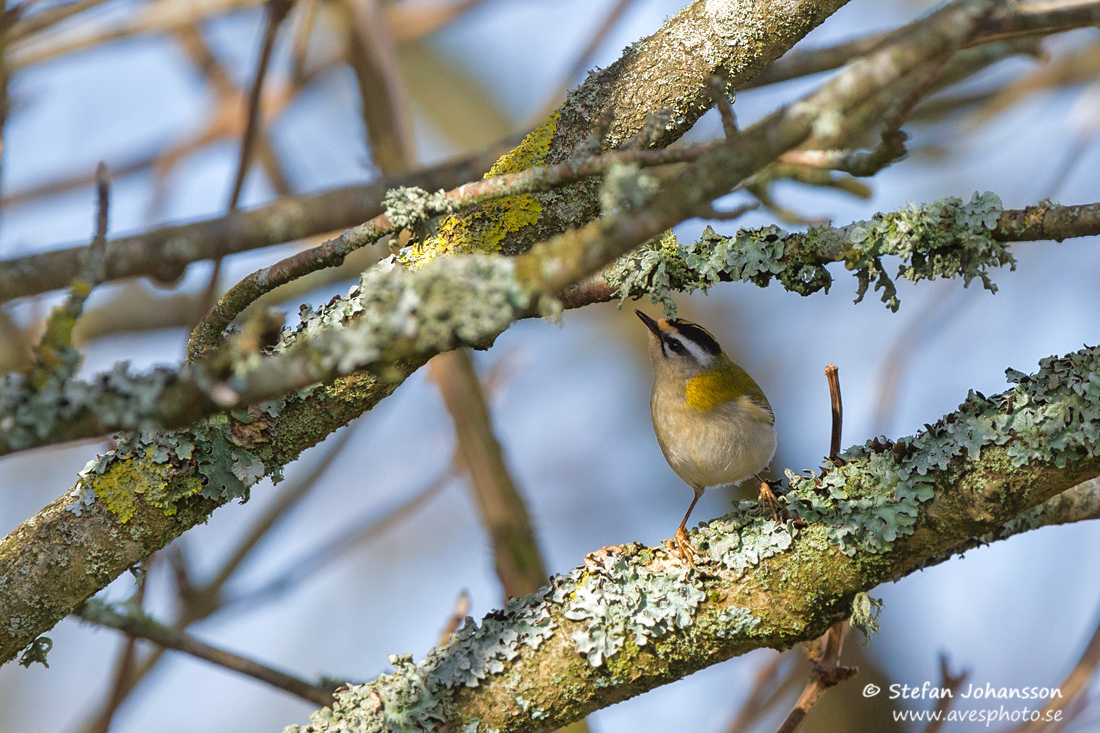 Brandkronad kungsfgel / Firecrest Regulus ignicapilla 