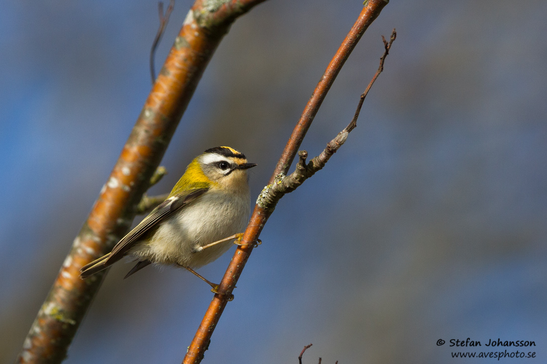 Brandkronad kungsfgel / Firecrest 