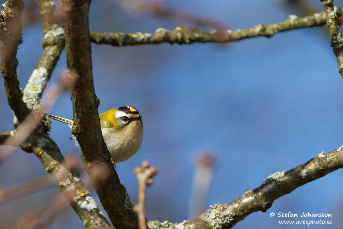 Brandkronad kungsfgel / Firecrest 