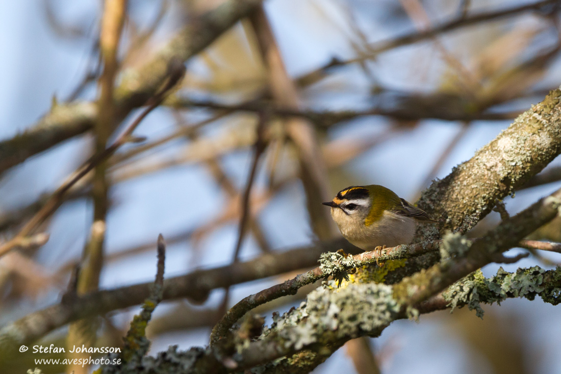 Brandkronad kungsfgel / Firecrest 