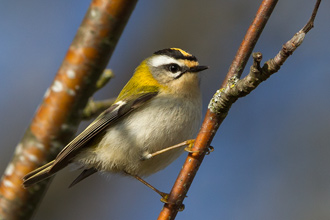 Brandkronad kungsfågel / Firecrest