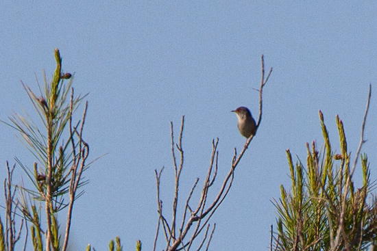 Balearisk sngare / Balearic Warbler