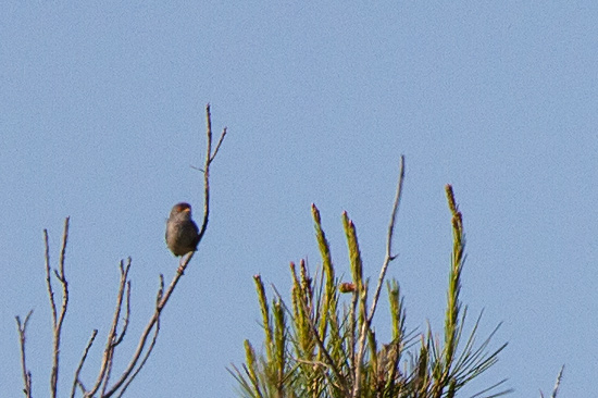 Balearisk sngare / Balearic Warbler