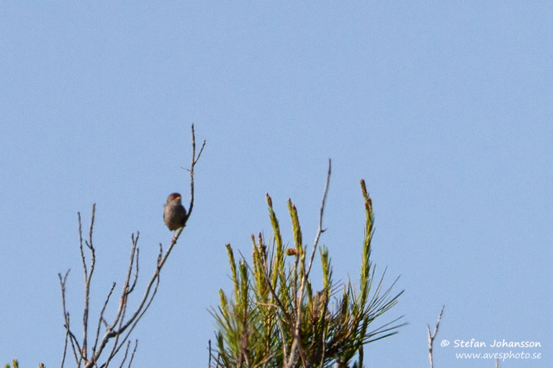 Balearisk sngare / Balearic Warbler