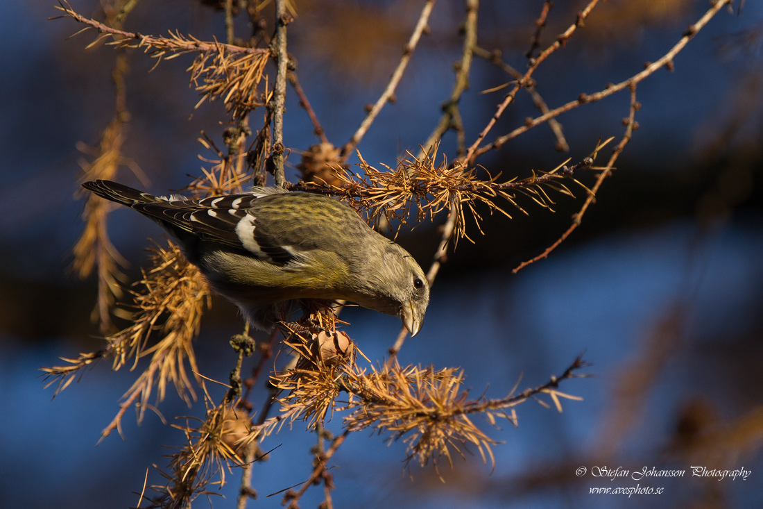 Bndelkorsnbb /  Two-barred Crossbill  Loxia leucoptera 