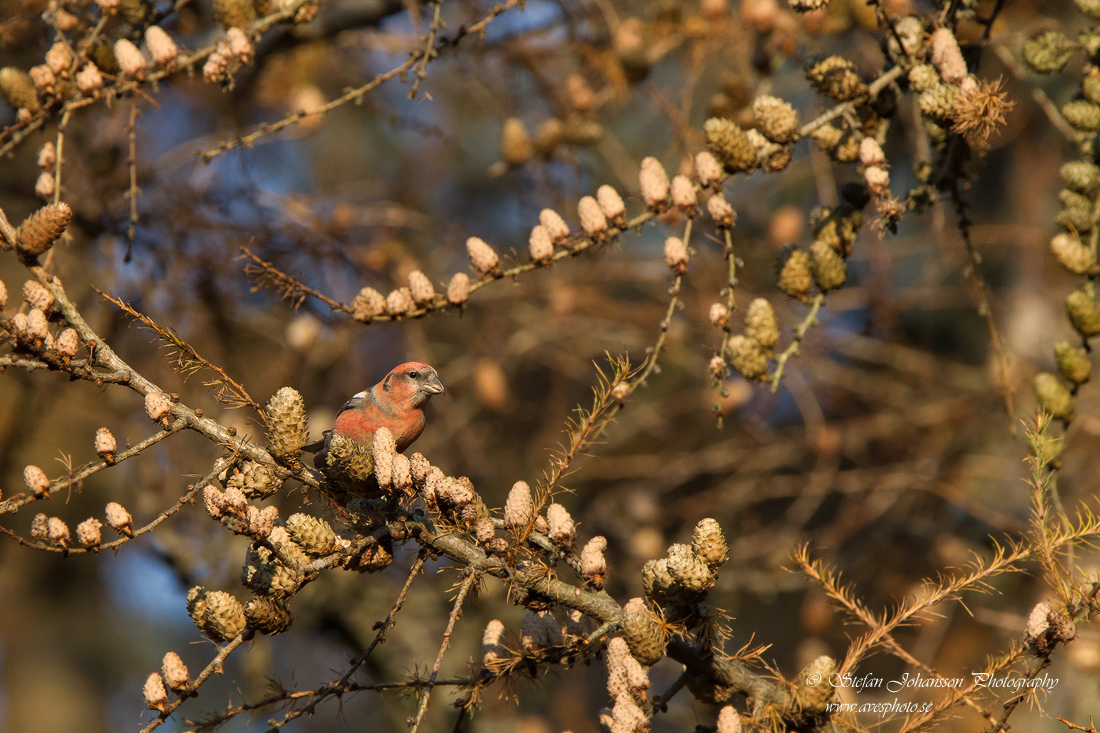 Bndelkorsnbb /  Two-barred Crossbill  Loxia leucoptera 