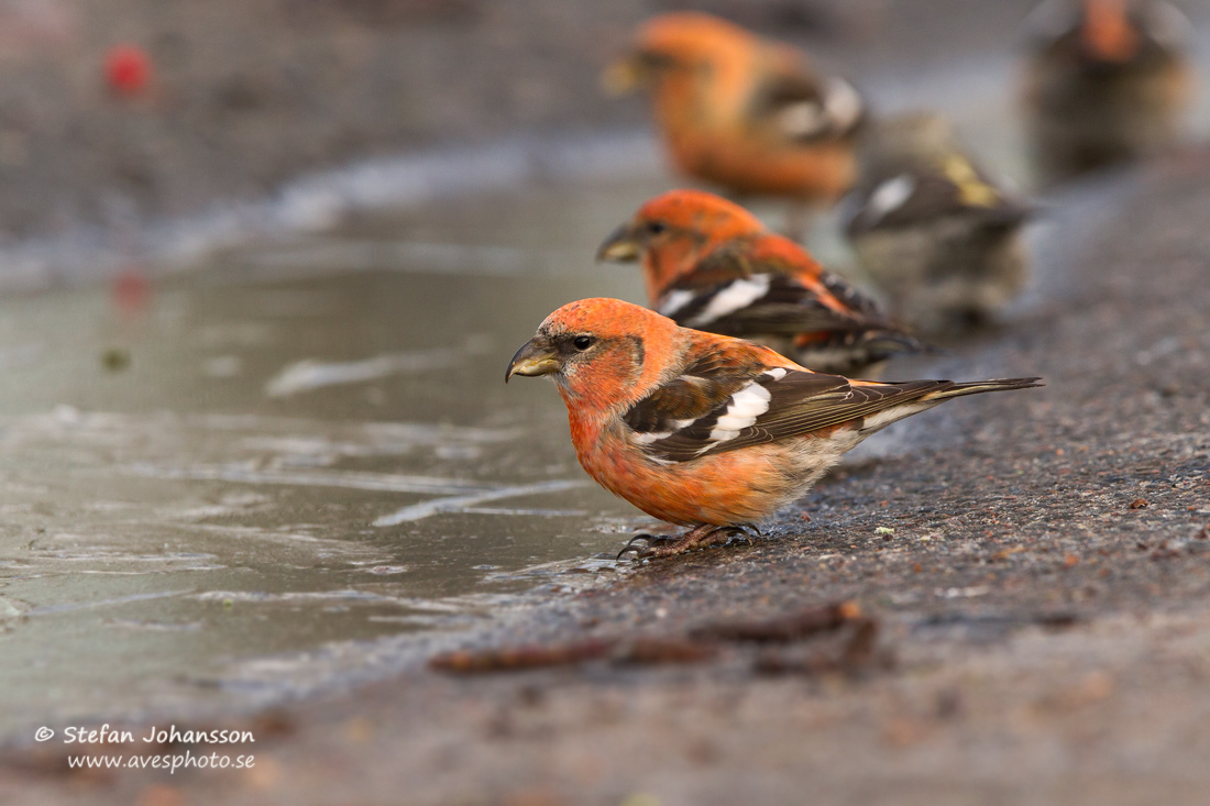 Bndelkorsnbb / Two-barred Crossbill 