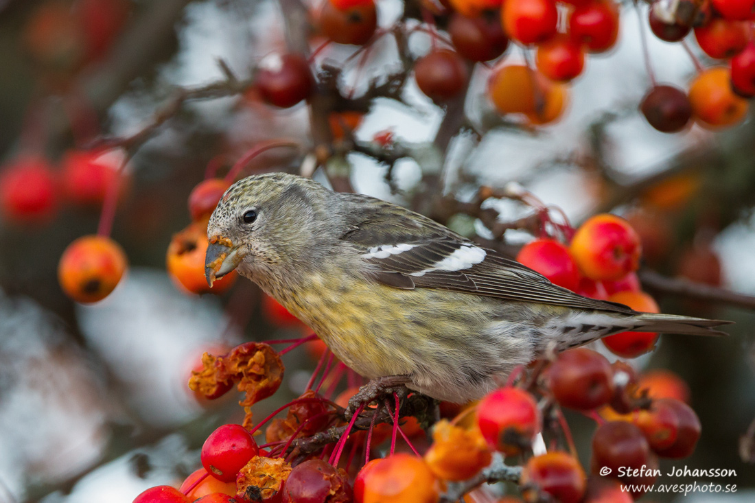 Bndelkorsnbb / Two-barred Crossbill 