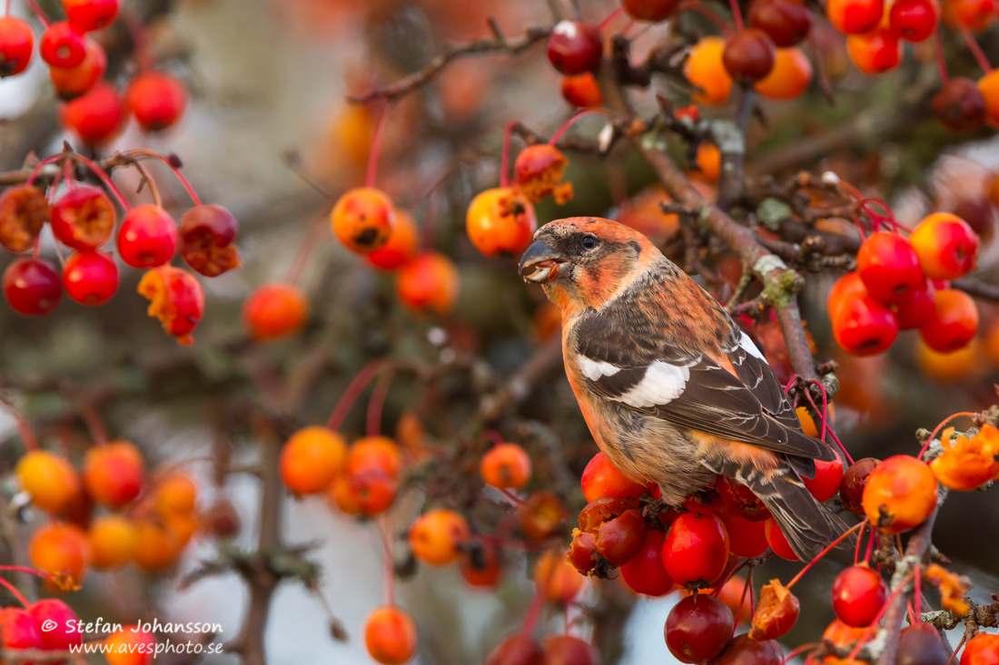 Bndelkorsnbb / Two-barred Crossbill 