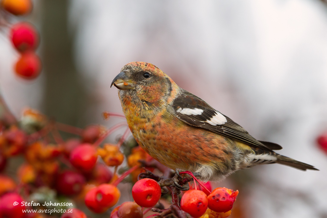 Bndelkorsnbb / Two-barred Crossbill 