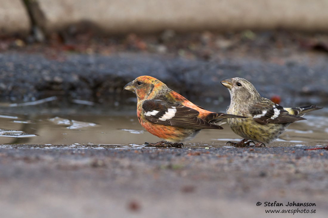 Bndelkorsnbb / Two-barred Crossbill 