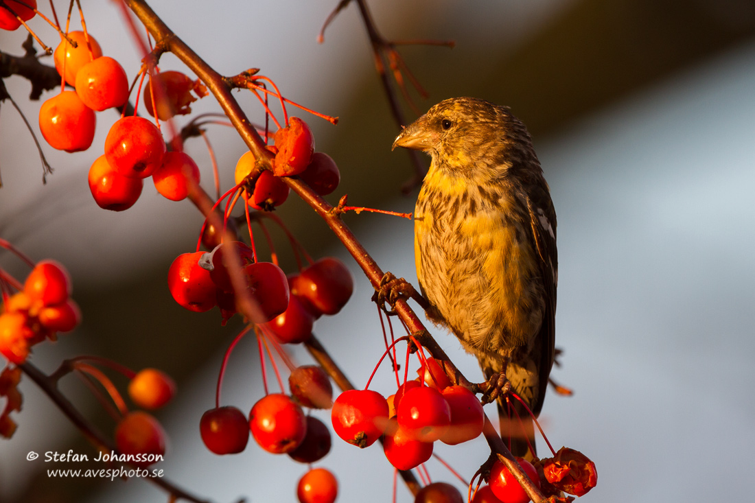 Bndelkorsnbb / Two-barred Crossbill 