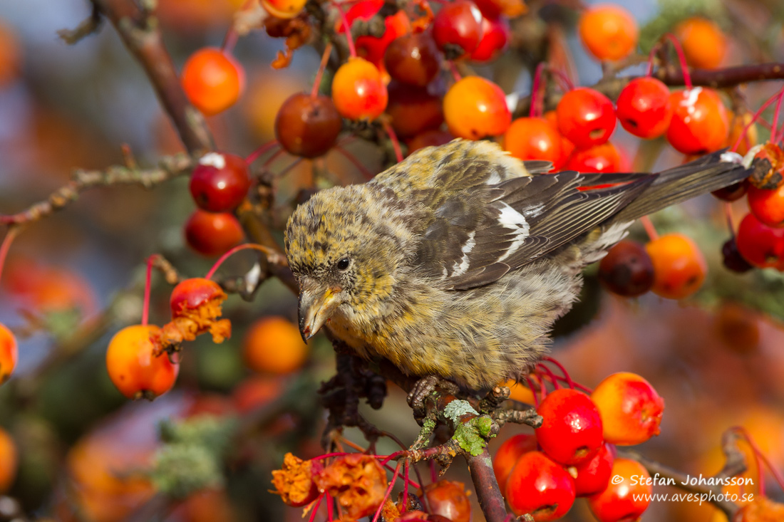 Bndelkorsnbb / Two-barred Crossbill 