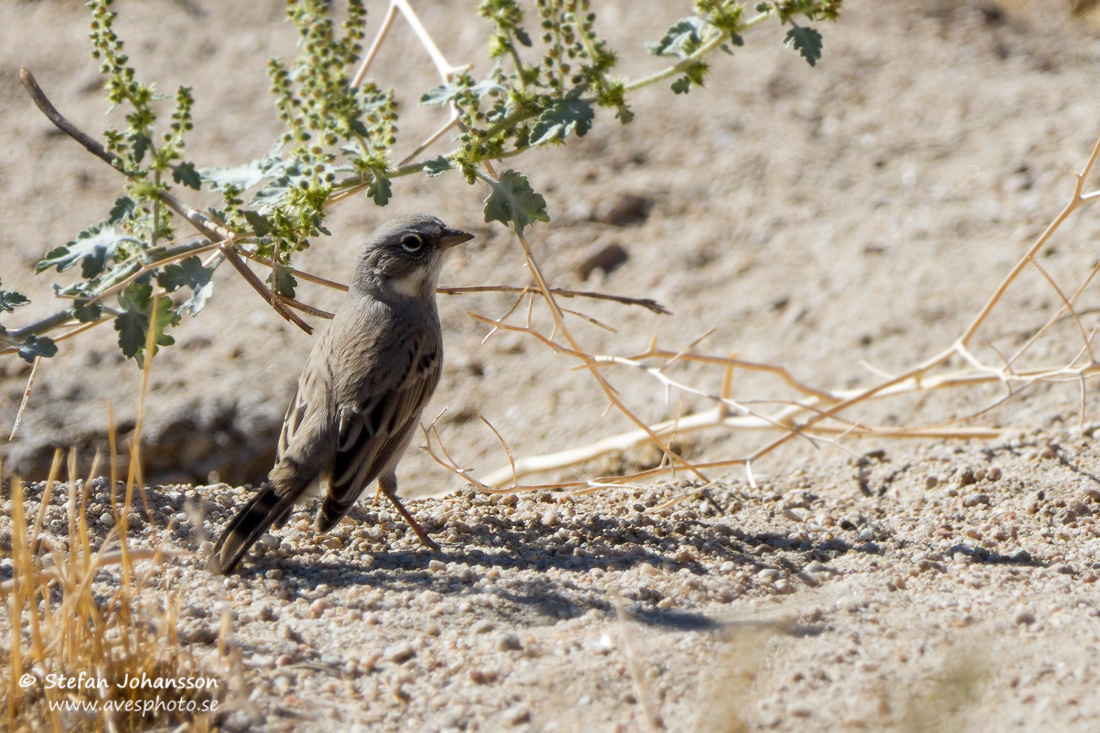 Bell's Sparrow Amphispiza belli canescens