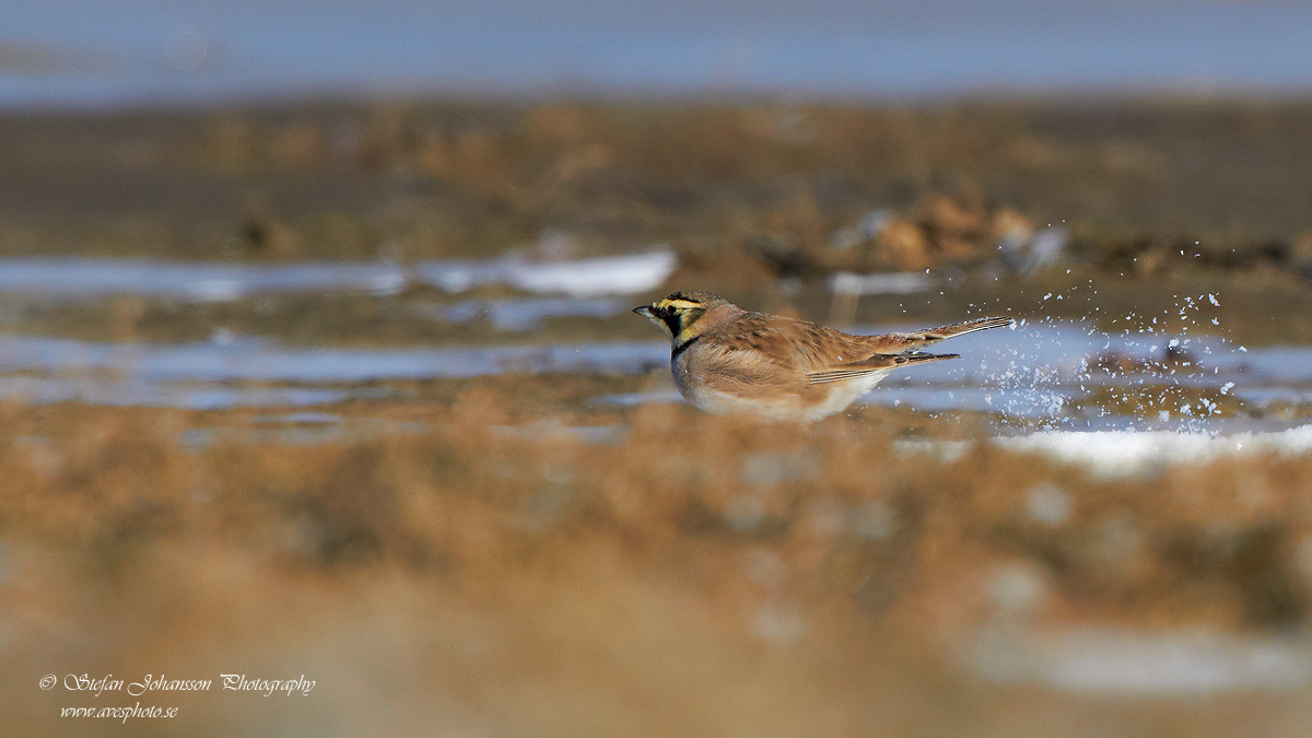 Berglrka / Shore Lark Eremophila alpestris 