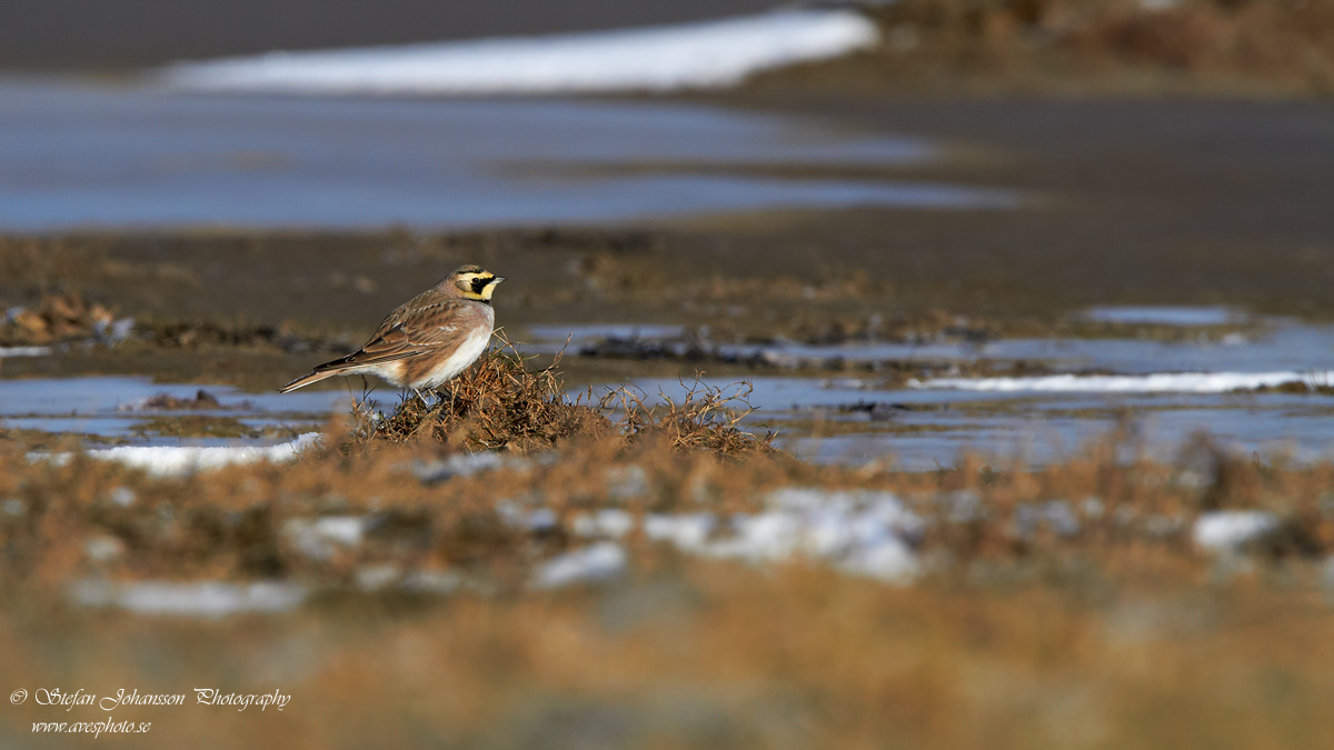 Eremophila alpestris 