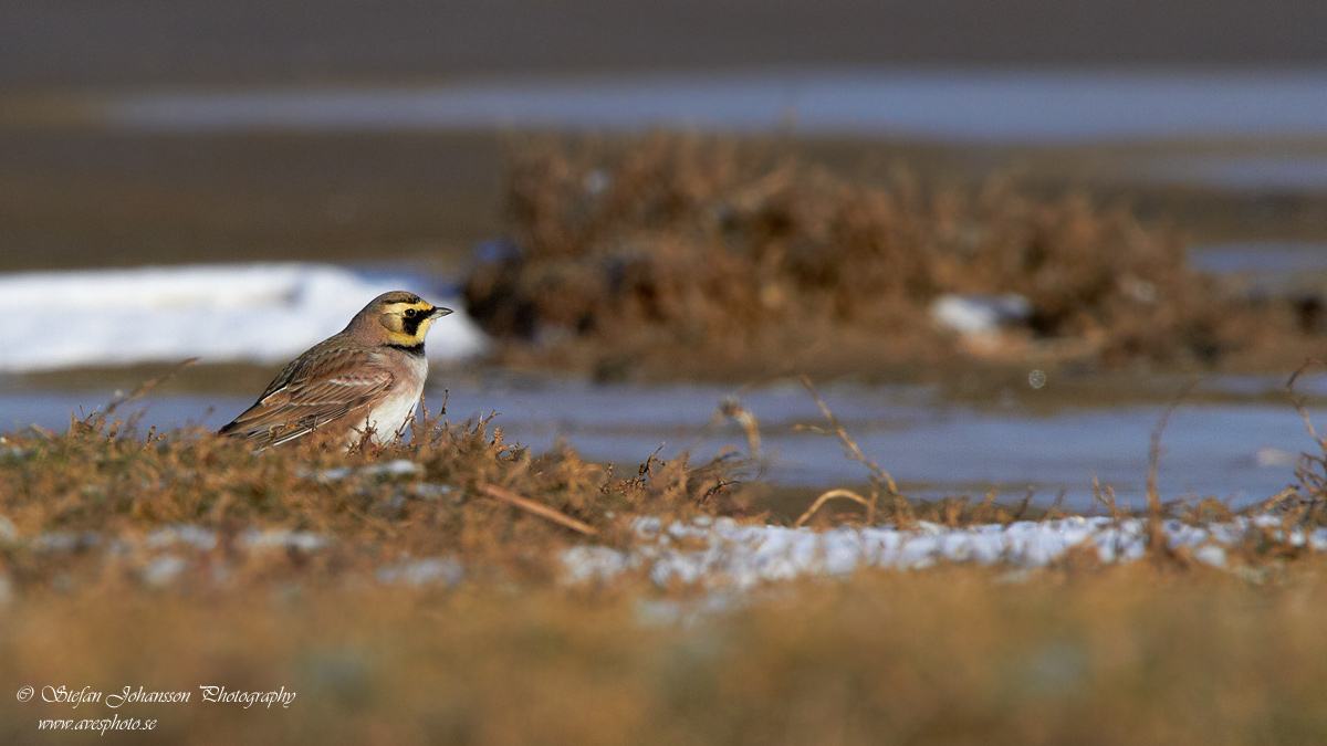 Eremophila alpestris 