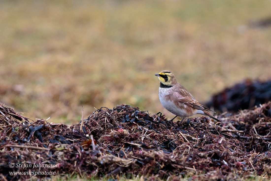 Berglrka / Shore Lark Eremophila alpestris 