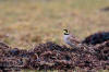 Berglrka / Shore Lark Eremophila alpestris 