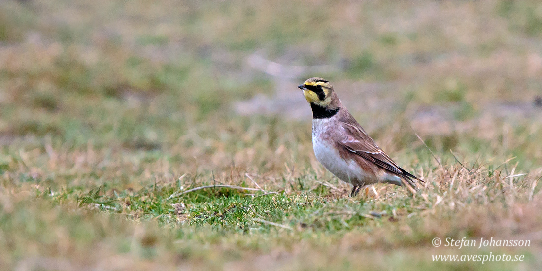 Berglrka / Shore Lark Eremophila alpestris 