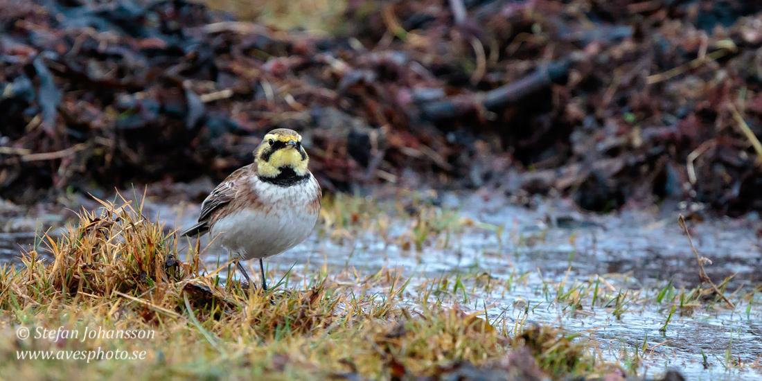 Berglrka / Shore Lark Eremophila alpestris 