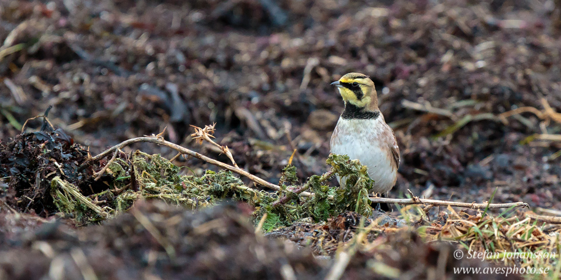 Berglrka / Shore Lark Eremophila alpestris 