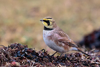 Eremophila alpestris 