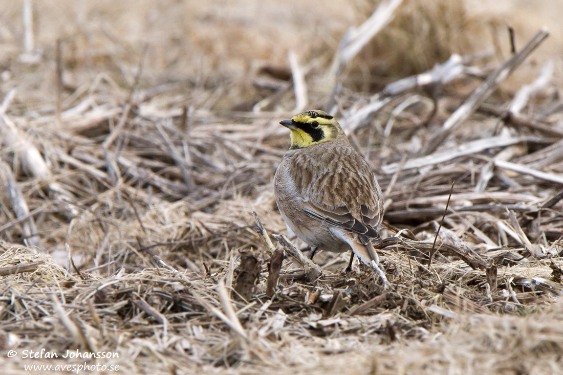 Berglrka / Shore Lark Eremophila alpestris 