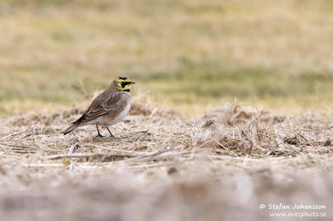 Berglrka / Shore Lark Eremophila alpestris 