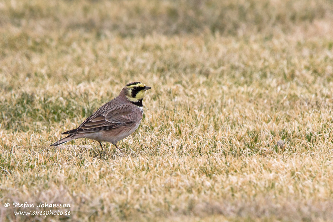 Berglrka / Shore Lark Eremophila alpestris 