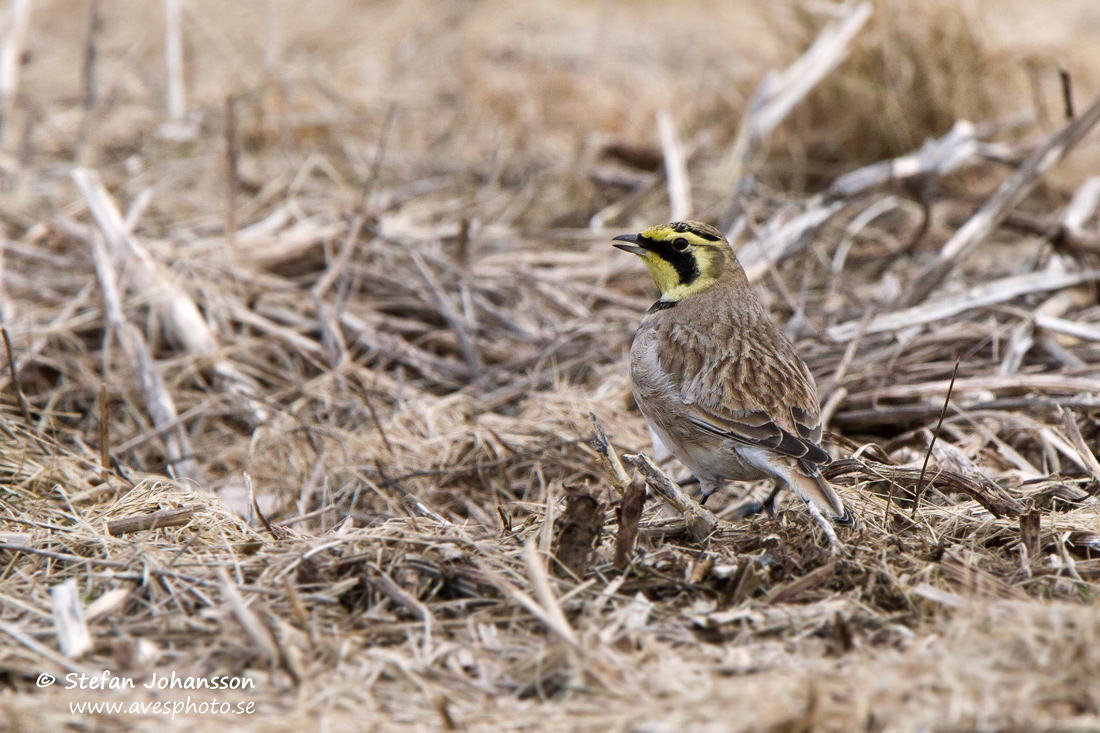 Berglrka / Shore Lark 