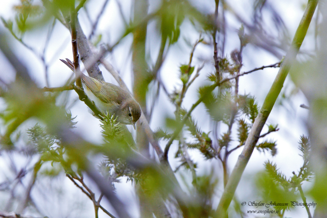 Bergsngare / Western Bonelli's Warbler Phylloscopus bonelli