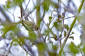 Bergsngare / Western Bonelli's Warbler Phylloscopus bonelli