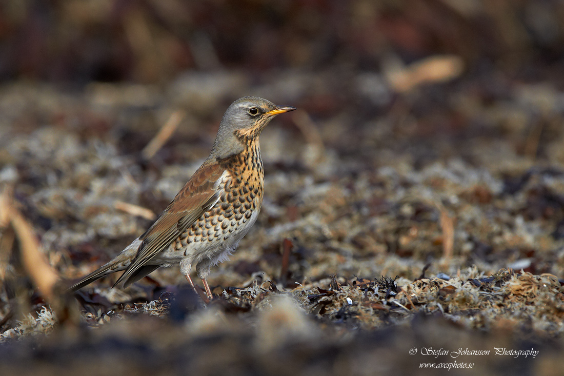 Bjrktrast / Fieldfare Turdus pilaris 