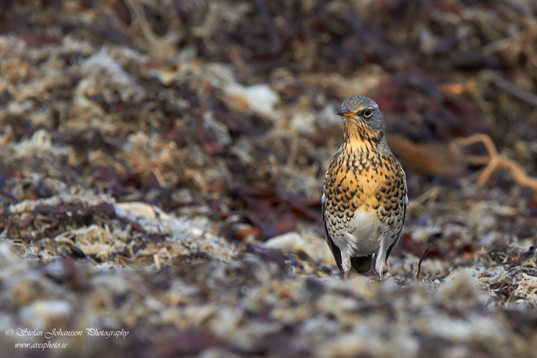 Bjrktrast / Fieldfare Turdus pilaris 