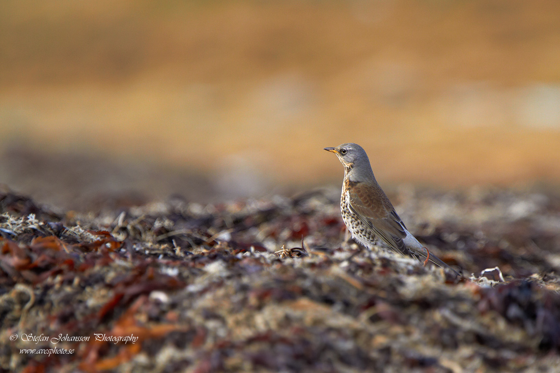 Bjrktrast / Fieldfare Turdus pilaris 