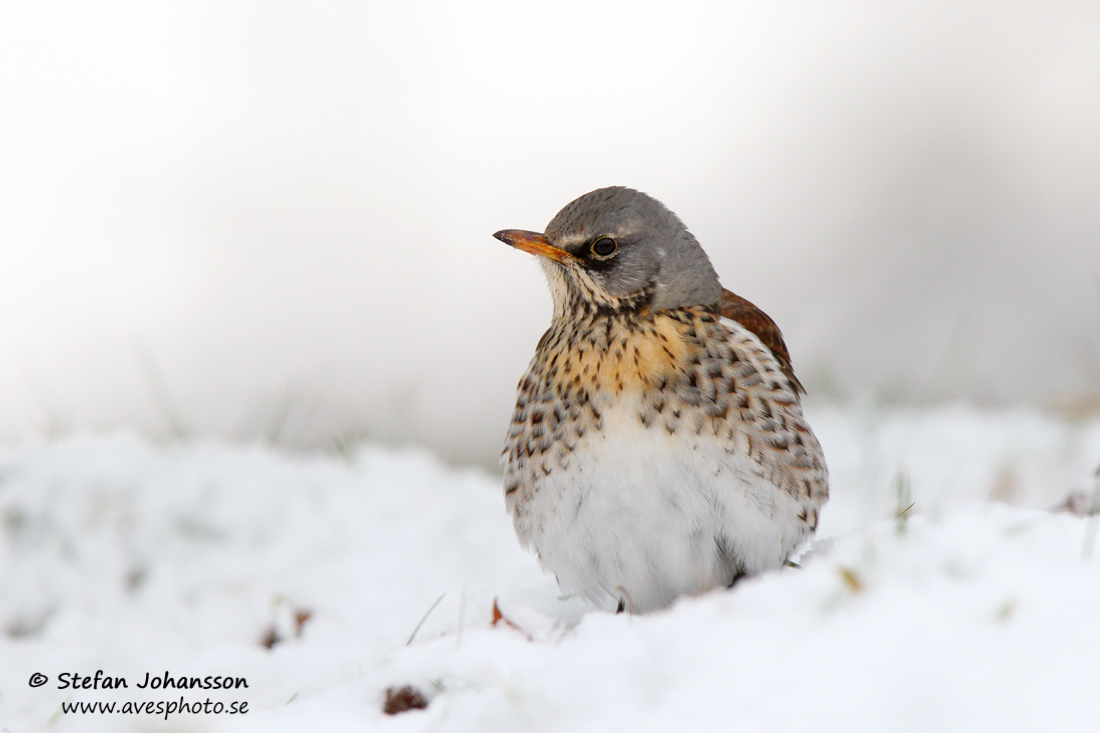 Bjrktrast / Fieldfare Turdus pilaris 