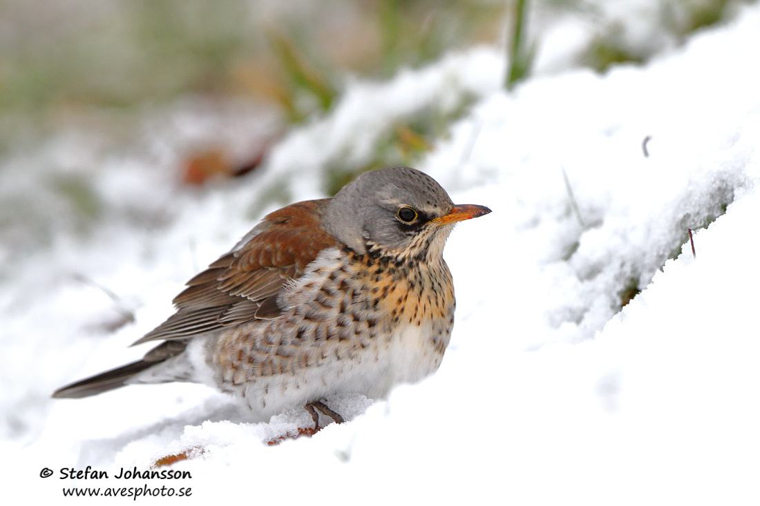 Bjrktrast / Fieldfare Turdus pilaris 