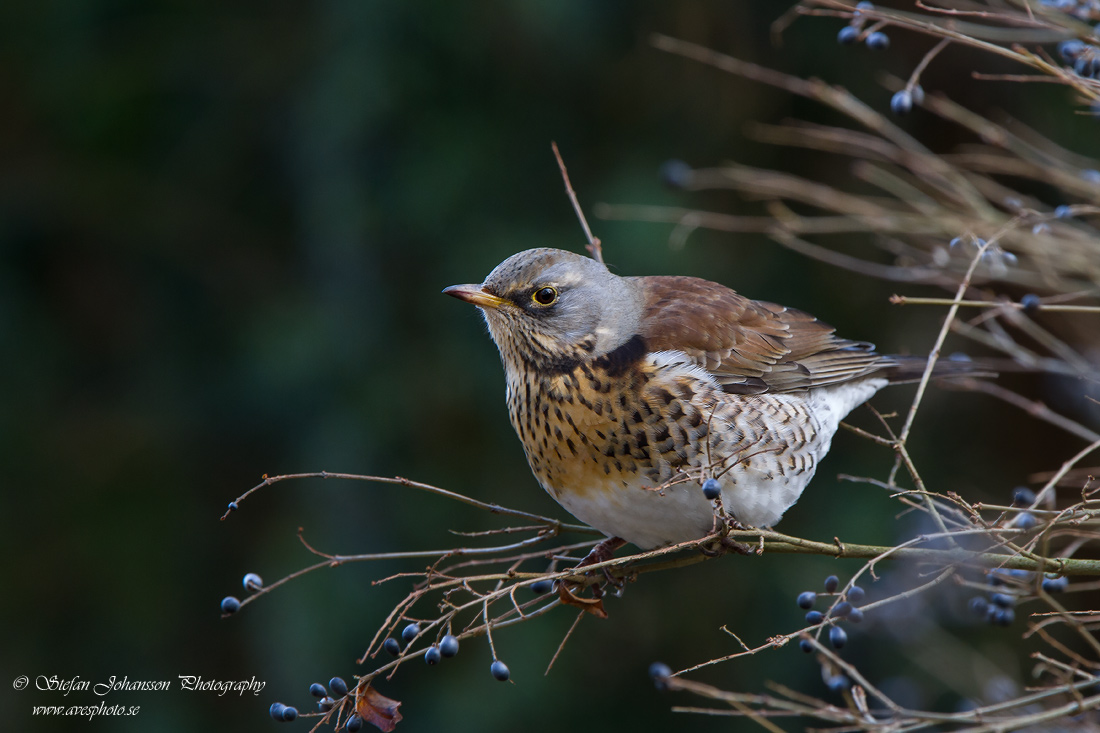 Bjrktrast / Fieldfare Turdus pilaris 