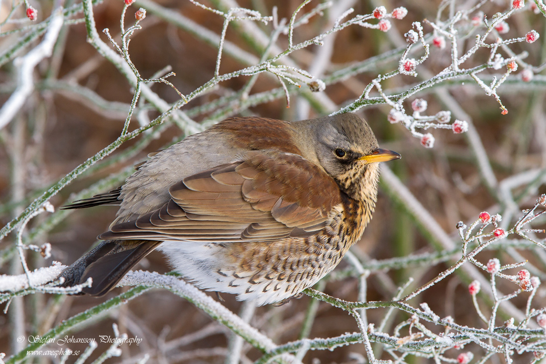 Bjrktrast / Fieldfare Turdus pilaris 