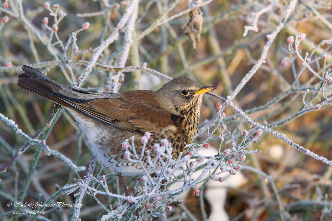 Bjrktrast / Fieldfare Turdus pilaris 